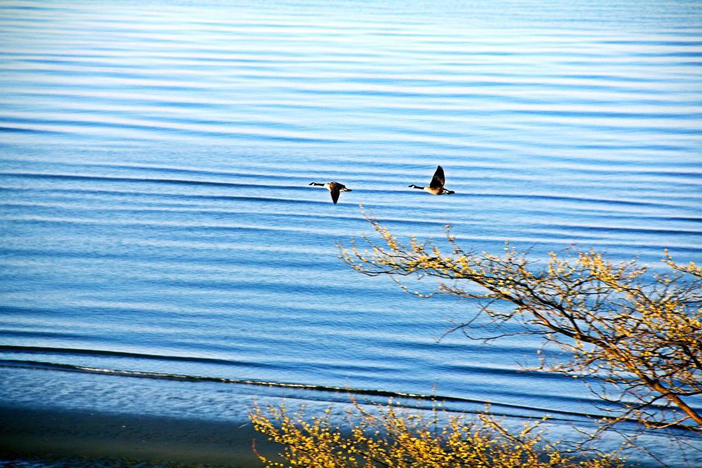 Star Of The Sea Guest House White Rock Buitenkant foto